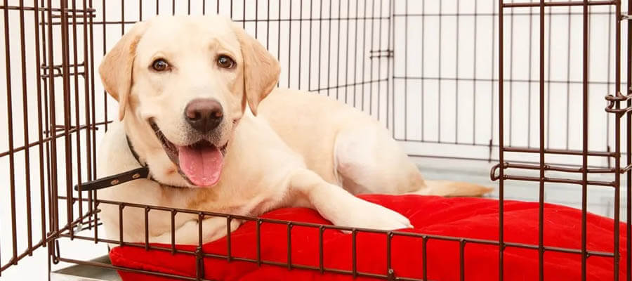 How to Crate Train Your Dog: A Step-by-Step Guide for Success